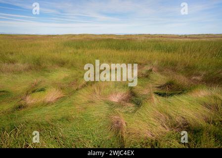 Zona costiera coperta di erba marmastra, Prince Edward Island, Canada Foto Stock