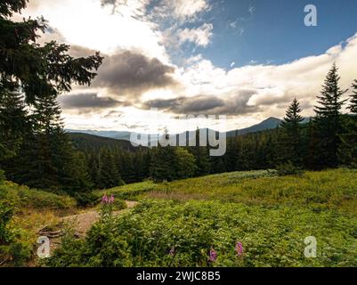 Vista di una fitta foresta di conifere con una radura coperta di erba e fiori Foto Stock