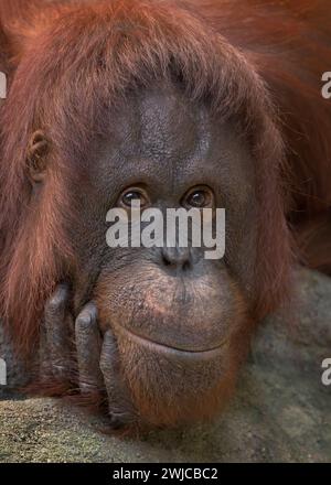 Orangotango borneano (Pongo pygmaeus) donna adulta che esprimono un colpo di testa estremamente ravvicinato Foto Stock