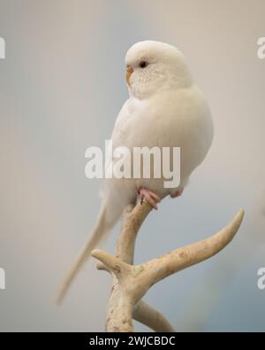 Parrocchetto bianco (Melopsittacus undulatus) arroccato su un ramo d'albero Foto Stock