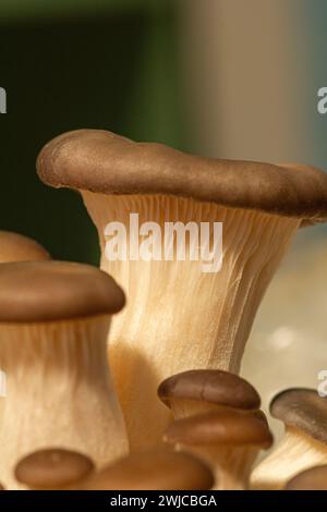 Piccoli Cardoncelli coltivati in casa sono cresciuti in un sacchetto trasparente Foto Stock