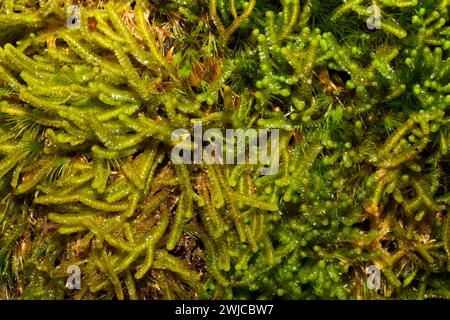 La Tritomaria quinquedentata (Lione) è una liverwort che si trova, per esempio, su pendii muschiati nei boschi. È confinato all'emisfero settentrionale. Foto Stock