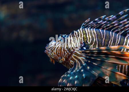 Foto ravvicinata di Devil Firefish nell'acquario. Foto Stock