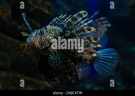 Foto ravvicinata di Devil Firefish nell'acquario. Foto Stock