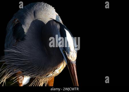 Un momento di uccelli Foto Stock