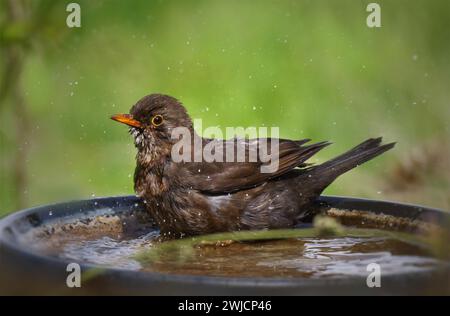 Blackbird (Turdus merula), uomo che fa il bagno in un bagno di uccelli, Renania-Palatinato, Germania Foto Stock