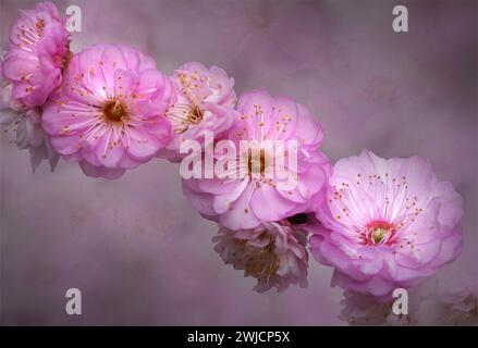 Prugna fiorita (Prunus triloba), di mandorla, primo piano, effetto bokeh, Renania-Palatinato, Germania Foto Stock