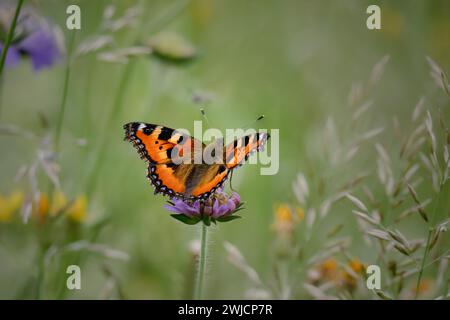 Piccolo guscio di tartaruga (Aglais urticae), seduto su un fiore di trifoglio in un prato, Renania-Palatinato, Germania Foto Stock