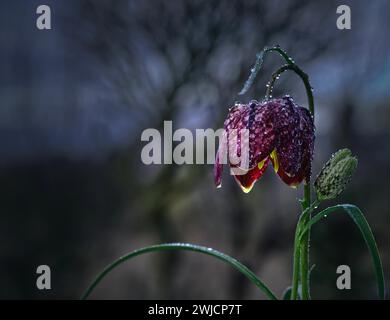 Scacchiera (Fritillaria meleagris) fiore, bocciolo, dopo doccia a pioggia in giardino, con goccioline d'acqua, Renania-Palatinato, Germania Foto Stock