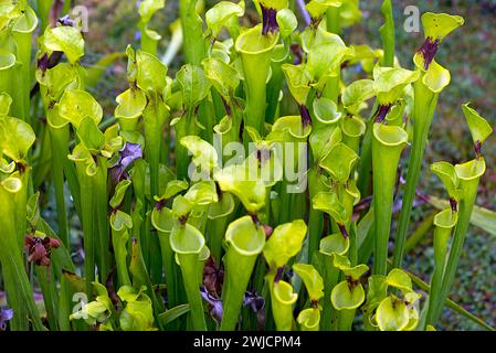 Pianta a manichetta gialla (Sarracenia Flava), Orto Botanico, Erlangen, Franconia media, Baviera, Germania Foto Stock