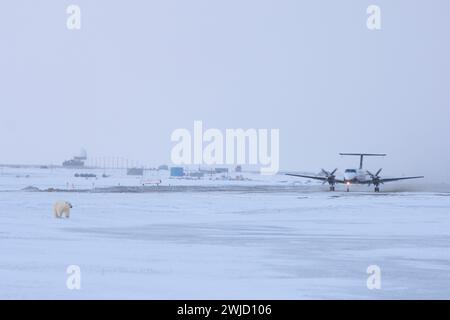 Orso polare Ursus maritimus cucciolo accanto a una pista mentre un aereo si prepara a decollare dall'isola di Kaktovik Barter in Alaska Foto Stock