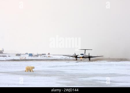 Orso polare Ursus maritimus cucciolo accanto a una pista mentre un aereo si prepara a decollare dall'isola di Kaktovik Barter in Alaska Foto Stock