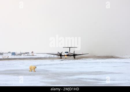 Orso polare Ursus maritimus cucciolo accanto a una pista mentre un aereo si prepara a decollare dall'isola di Kaktovik Barter in Alaska Foto Stock