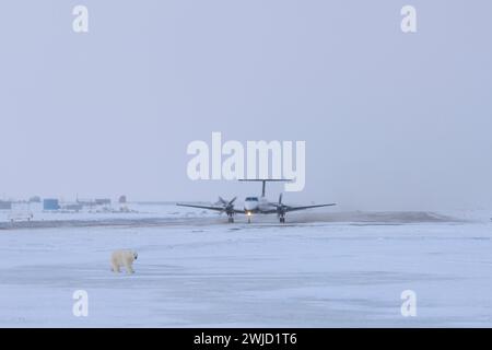 Orso polare Ursus maritimus cucciolo accanto a una pista mentre un aereo si prepara a decollare dall'isola di Kaktovik Barter in Alaska Foto Stock