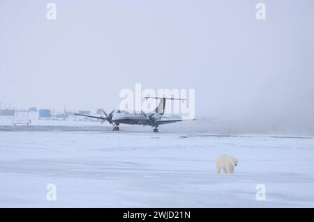 Orso polare Ursus maritimus cucciolo accanto a una pista mentre un aereo si prepara a decollare dall'isola di Kaktovik Barter in Alaska Foto Stock