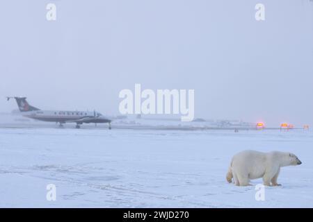 Orso polare Ursus maritimus seminare accanto a una pista di atterraggio di un aereo si prepara a decollare Kaktovik baratto isola Alaska Foto Stock