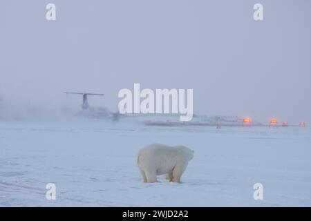 Orso polare Ursus maritimus seminare accanto a una pista di atterraggio di un aereo si prepara a decollare Kaktovik baratto isola Alaska Foto Stock