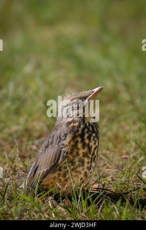 Piccolo uccello appena nato seduto nell'erba. Girato in Svezia, Scandinavia Foto Stock