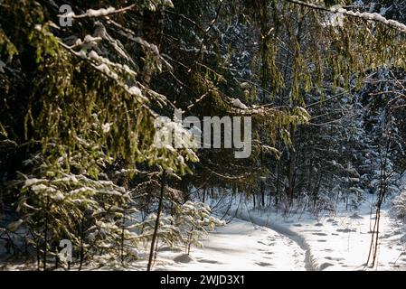 Orizzontale. Foresta invernale in una giornata di sole gelida. Gli alberi sono ricoperti da uno spesso strato di neve. Foto Stock