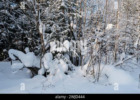 Orizzontale. L'inverno si espande in una giornata di sole gelida. Gli alberi sono ricoperti da uno spesso strato di neve. Foto Stock