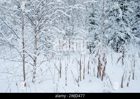 Orizzontale. L'inverno si espande in una giornata di sole gelida. Gli alberi sono ricoperti da uno spesso strato di neve. Foto Stock