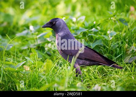 Ravvicinato uccello jackdaw occidentale ( Corvus monedula ) Foto Stock