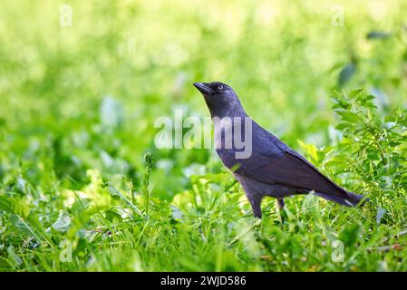 Ravvicinato uccello jackdaw occidentale ( Corvus monedula ) Foto Stock