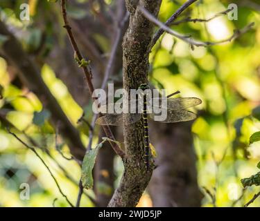 Dragonfly dagli anelli dorati arroccata su un ramo d'albero in un habitat naturale Foto Stock