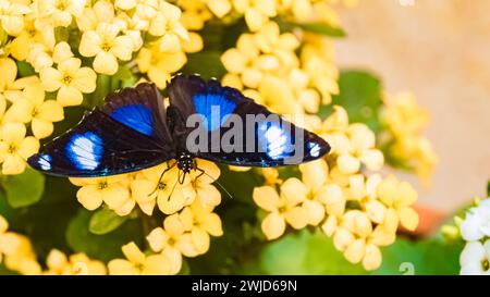 Macro di Hypolimnas misippus, farfalla Danaid eggfly, in una giornata estiva di sole Hypolimnas misippus Foto Stock