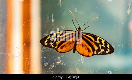 Macro di tithorea harmonia, farfalla ad ala tigre Harmonia, in una giornata estiva di sole tithorea harmonia Foto Stock
