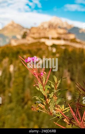 Epilobium angustifolium, erbacce, presso il famoso ponte sospeso Highline 179 e le rovine del castello di Ehrenberg vicino a Reutte, Tirolo, Austria Epilobium A. Foto Stock