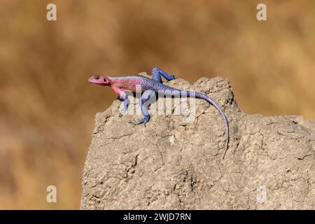 Mwanza a testa piatta Agama Rock Foto Stock