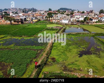 Risaie verdi sul Madagascar, Antananarivo Foto Stock