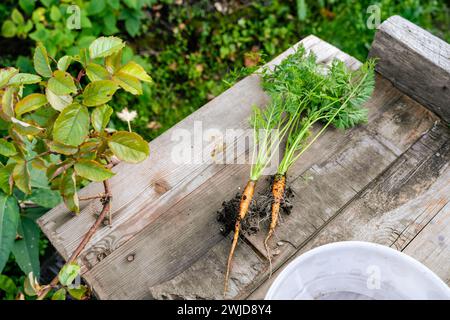 Carote fresche in polvere esposte su un tavolo di legno Foto Stock