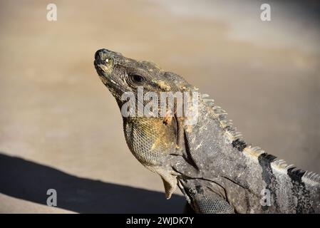 Iguana nera dalla coda spinosa. Le iguane dalla coda spinosa sono originarie delle zone calde e secche del Messico e dell'America centrale Foto Stock