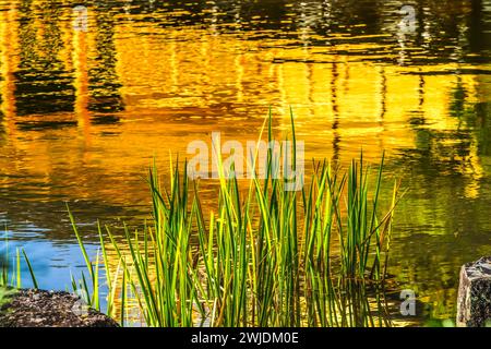 Colorato Giardino della riflessione sull'acqua Kinkaku-Ji Rokuon-Ji Padiglione dorato Parco del Tempio buddista Zen Kyoto Giappone. Risale al 1397, sito Patrimonio dell'Umanità. Foto Stock