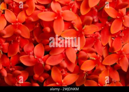 Bellissimo fiore rosso a punta. Re Ixora in fiore (Ixora chinensis). Fiori di Rubiaceae. Fiore di Ixora. Ixora coccinea fiore nel giardino. fiamma forestale Foto Stock