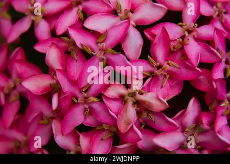 Bellissimo fiore rosa a punta. Re Ixora in fiore (Ixora chinensis). Fiori di Rubiaceae. Fiore di Ixora. Ixora coccinea fiore nel giardino. incendio boschivo Foto Stock