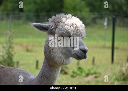 Un alpaca bianco con un cappotto spesso e soffice e un'acconciatura pronunciata si staglia in un campo verde Foto Stock