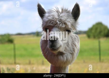 Alpaca bianco in primo piano, rivolto verso la fotocamera con occhi larghi e orecchie erette, con un notevole ciuffo di capelli soffici sulla testa Foto Stock