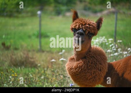 Alpaca si trova direttamente di fronte alla fotocamera con un'espressione curiosa sul volto, per dare alla scena un tocco giocoso Foto Stock