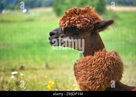 Alpaca marrone con un cappotto spesso e soffice e un'acconciatura pronunciata si staglia in un campo verde Foto Stock