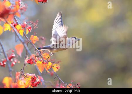 Mountain Shasta e cascate in autunno Foto Stock