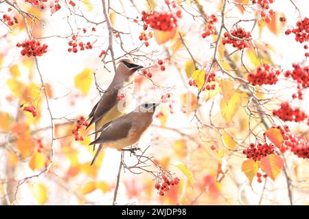 Mountain Shasta e cascate in autunno Foto Stock