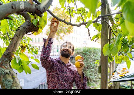 Il giovane uomo barbuto raccoglie mele gialle dall'albero nel suo giardino, nelle giornate di sole Foto Stock