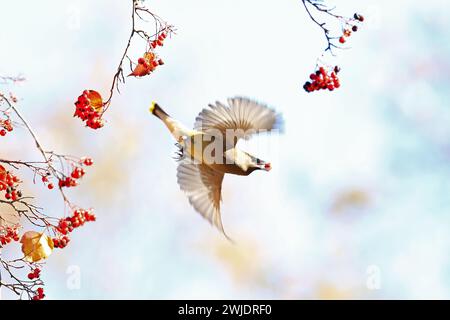 Mountain Shasta e cascate in autunno Foto Stock