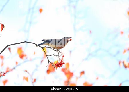 Mountain Shasta e cascate in autunno Foto Stock