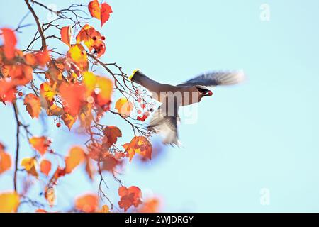 Mountain Shasta e cascate in autunno Foto Stock