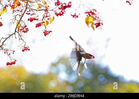 Mountain Shasta e cascate in autunno Foto Stock