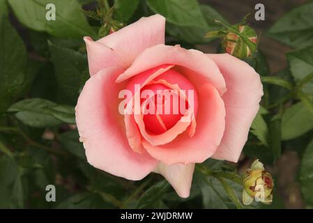 Primo piano di una rosa da giardino di pesca (Rosa) fuori nel Montana Foto Stock